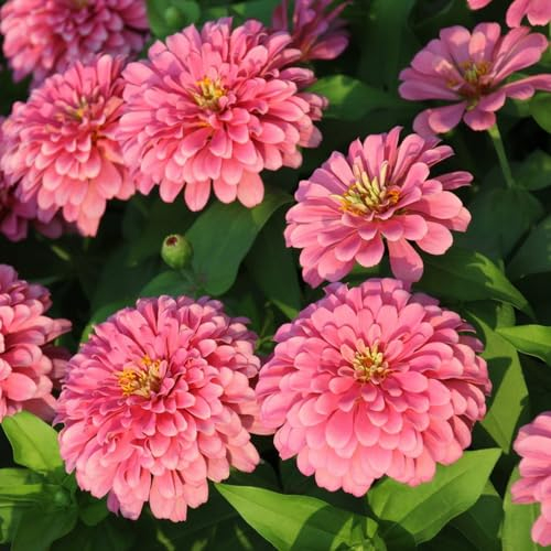 500 Pcs Zinnien Samen Mehrjährig - Zinnia Elegans - Blumensamen Gastgeschenk, Stauden Winterhart Mehrjährig Ziniensamen Pflanzen Für Draußen Winterhart, Bodendecker Winterhart Mehrjährig