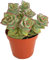Fangblatt - Crassula perforata Giant - im Ø 9 cm Topf, ca. 10 cm hoch - exotische Sukkulente - pflegeleichte Zimmerpflanze