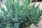 Juniperus sabina 'Tam No Blight' 30-40 cm - Sadebaum, immergrün, ideal für Steingärten und Böschungen, robust und pflegeleicht