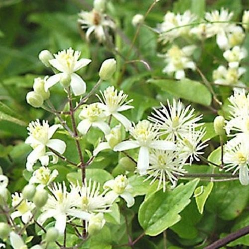 3 x Clematis Vitalba: 3 kaufen / 2 bezahlen - Weiß, Mehrjährig und Winterhart | 3 x 1,5 Liter Töpfe