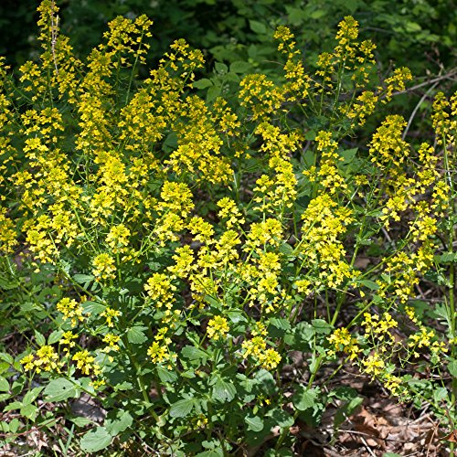 Frozen Seed Capsules Yellow Rocket Seeds (Barbarea vulgaris) 30 Seeds