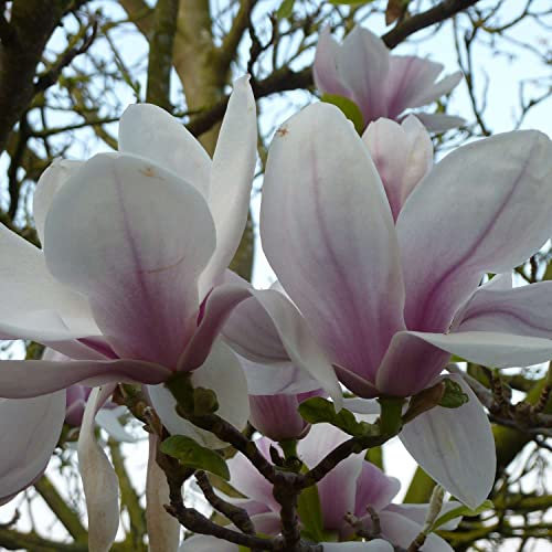 Tulpenmagnolie - Der Klassiker