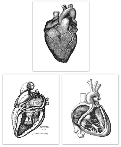 Din A4 Kunstdruck 3er Set - Anatomie Herz Herzkranzgefäße Kardiologie Medizin Arzt Retro Antik Druck Poster Bild - ohne Rahmen