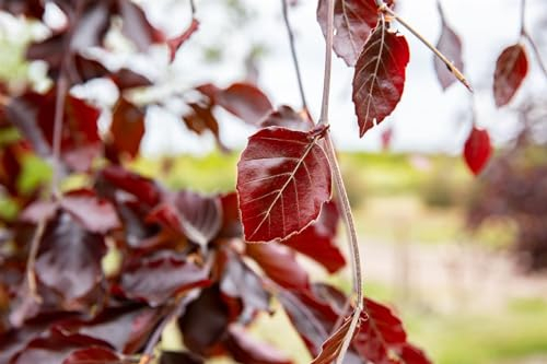 Fagus sylvatica 'Black Swan' 80-100 cm - Blutbuche, dunkelrote Blätter, ideal für Hecken und Solitärpflanzungen, winterhart und pflegeleicht