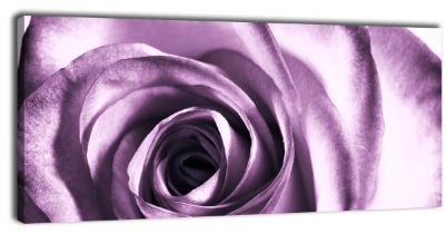 wandmotiv24 Leinwandbild Panorama Nr. 82 Violette Rose 100x40cm, Keilrahmenbild, Bild auf Leinwand, Kunstdruck Rose lila Knospe