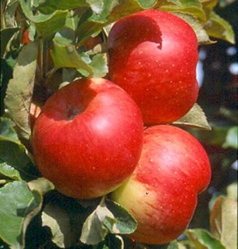 Sonate (R) Säulenapfel, saftig guter Geschmack ca. 80-100 cm im 7,5 L Topf, MM 111
