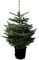Nordmanntanne im Topf gewachsen Weihnachtsbaum ideal zum Einpflanzen (120-140cm)