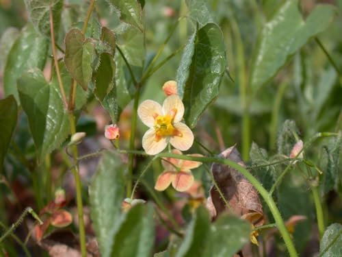 Epimedium x warleyense 'Orangekönigin' 9x9 cm Topf – Winterhart, Mehrjährig, Pflegeleicht – Elfenblume – Bodendecker für Schattenbeet & Unterpflanzung