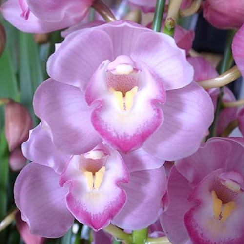 Winterhart,Seltene,Mitternachtsblau Cymbidium mehrjährig,Cymbidium Orchidee,Dekorative,Wasserbedarf gering,Phalaenopsis orchidee echt,Garten.-3knolle-F