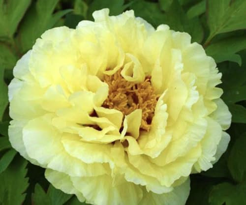 Young Plant in 9CM. Pot 'Huang GUAN Japanese Peony Tree PAEONIA SUFFRUTICOSA