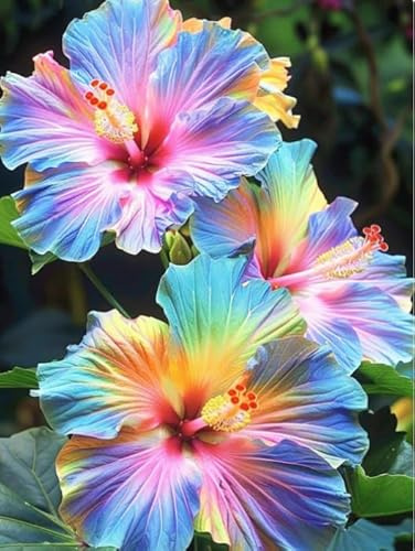 Ibisco vivo cangiante (Hibiscus mutabilis) per giardini esterni, arbusti di rosa del cotone-2 Radici di ibisco-D