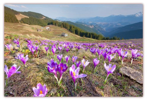 XXL Poster 100 x 70cm (F-212) wunderschöne Landschaft im Gebirge mit Krokuswiesen und Blick ins Tal (Lieferung gerollt!)