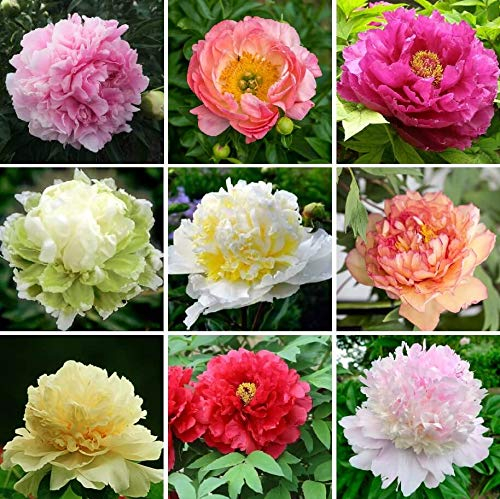 2016 Chinese Baum-Pfingstrose Seeds 5 PC nach Hause Pfingstrose Blumensamen Seltene Flores Pflanzen Stauden Blumen Zwiebeln Samen Indoor Bonsai Pflanze