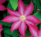 100 Stück rosa Clematis-Blumensamen