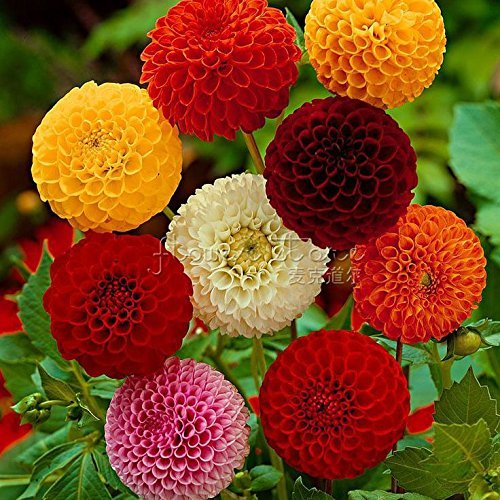 (MIX Farbe * Ambizu *) New 100 Dahlia Seeds - Pompon ~ schöne Gärten