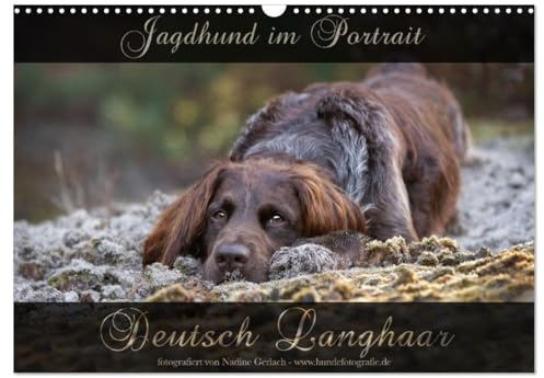 Jagdhund im Portrait - Deutsch Langhaar (Wandkalender 2026 DIN A3 quer), CALVENDO Monatskalender: Wundervolle Portraits vom Deutsch Langhaar Vorstehhund über das Jahr. (CALVENDO Tiere)