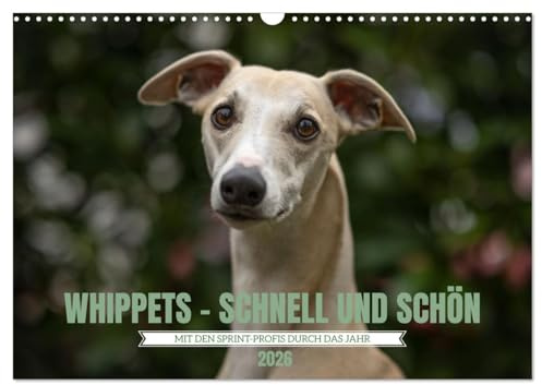 WHIPPETS - SCHNELL UND SCHÖN (Wandkalender 2026 DIN A3 quer), CALVENDO Monatskalender: Heute Sprinter morgen Couch Potatoe (CALVENDO Tiere)