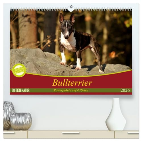 Bullterrier, Powerpakete auf 4 Pfoten (hochwertiger Premium Wandkalender 2026 DIN A2 quer), Kunstdruck in Hochglanz: Mit Bullterriern durch das Jahr. (CALVENDO Tiere)