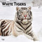 White Tigers 2021 Calendar