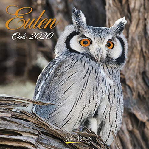 Eulen 2021: Broschürenkalender mit Ferienterminen. Eulen, Jäger der Nacht. 30 x 30 cm