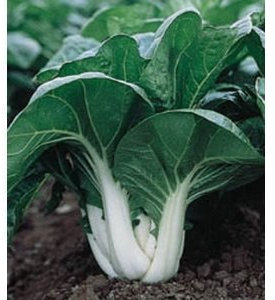 * Semi e cose Bok choi pak choi 200 semi -facile Grow