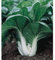 * Las semillas y cosas Bok Choy Pak Choi 200 semillas -Fácil Grow