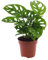 Monstera Monkey Leaf (Lochpflanze) - Ø12cm - 30cm