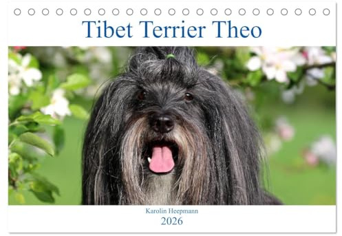 Tibet Terrier Theo (Tischkalender 2026 DIN A5 quer), CALVENDO Monatskalender: Mit dem fröhlichen Theo durch das Jahr! (CALVENDO Tiere)