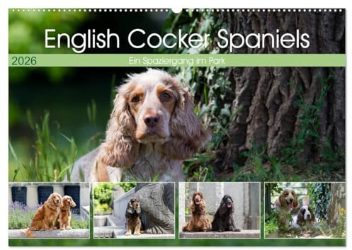 English Cocker Spaniels - Ein Spaziergang im Park (Wandkalender 2026 DIN A2 quer), CALVENDO Monatskalender: English Cocker Spaniel im Park auf der Mathildenhöhe (CALVENDO Tiere)