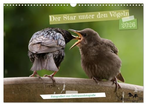 Der Star unter den Vögeln - Fotografiert von Ostfriesenfotografie (Wandkalender 2026 DIN A3 quer), CALVENDO Monatskalender: Mit dem Star unter den ... von Ostfriesenfotografie (CALVENDO Tiere)