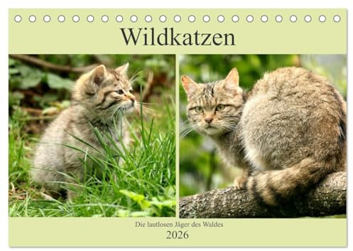 Wildkatzen - Die lautlosen Jäger des Waldes (Tischkalender 2026 DIN A5 quer), CALVENDO Monatskalender: In unseren Wäldern ist die Wildkatze wieder zuhause (CALVENDO Tiere)