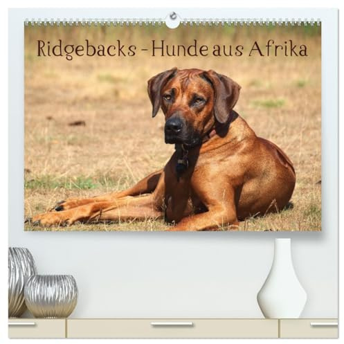 Ridgebacks - Hunde aus Afrika (hochwertiger Premium Wandkalender 2026 DIN A2 quer), Kunstdruck in Hochglanz: Faszination Rhodesian Ridgeback - ein Portrait dieser tollen Rasse (CALVENDO Tiere)
