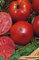 Super Marmande Tomate, 25 Samen