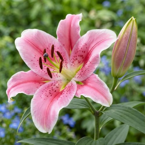 Lilien Zwiebeln Winterhart Mehrjährig