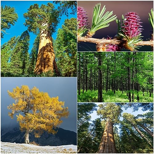 40 pcs mammutbaum bonsai samen - topfpflanzen draußen winterhart,Sequoiadendron giganteum, bonsai bäumchen kaufen gartenarbeit luftreinigende zimmerpflanzen pflanztöpfe zimmerbonsai