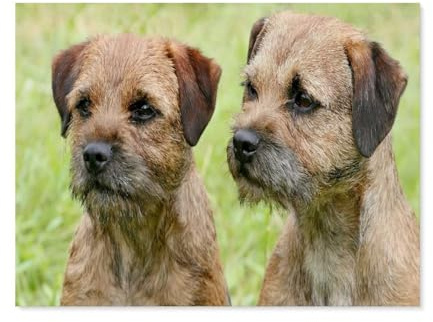 Paint by Numbers for Adults，Border Terrier Dogs，DIY Paint by Numbers Kits for Adults Kids on Canvas with Brushes and Acrylic Pigment Oil Painting Kits Home Decor Gift(40x50cm) 15.7x19.6 inches-E97