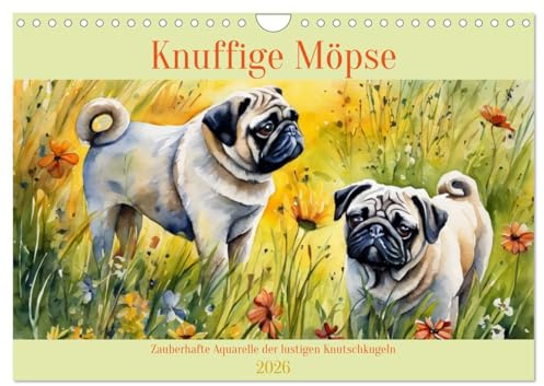 Knuffige Möpse (Wandkalender 2026 DIN A4 quer), CALVENDO Monatskalender: Zauberhafte Aquarelle der lustigen Knutschkugeln (CALVENDO Tiere)