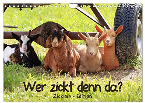 Wer zickt denn da? - Zicklein-Edition (Wandkalender 2026 DIN A4 quer), CALVENDO Monatskalender: Die niedlichen kleinen Ziegen sind los! (CALVENDO Tiere)