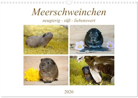 MEERSCHWEINCHEN neugierig - süß - liebenswert (Wandkalender 2026 DIN A3 quer), CALVENDO Monatskalender: Glatthaar-Meerschweinchen (CALVENDO Tiere)