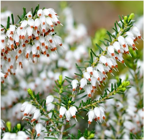 GrowOn Shrubs [x3] Heather Erica Carnea 'Springwood White' | Multi-Pack | Evergreen Shrubs | Outdoor Garden Ready Plants | Winter to Spring Flowering | White Flowers