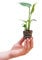 Baby Monstera Deliciosa Swiss Cheese Plant