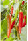 Thai-Chili 'Impressa', Capsicum frutescens 'Thai Chili', Chili-Pflanze - im Topf 11 cm in Gärtnerqualität von Blumen Eber - 11 cm
