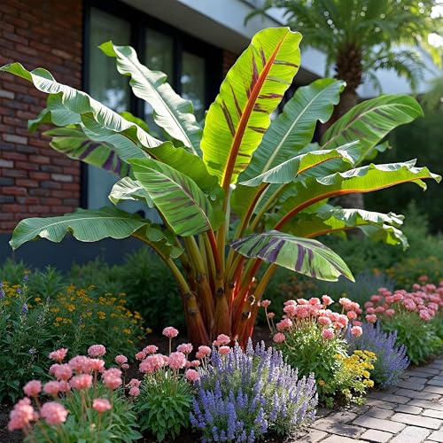 Bananenpflanze Musa sikkimensis Red Tiger, 2 Pflanzen, Ø12cm, 30cm | Tropische Gartenbanane