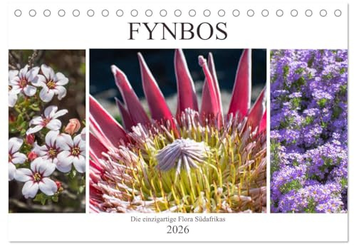 Fynbos - Die einzigartige Flora Südafrikas (Tischkalender 2026 DIN A5 quer), CALVENDO Monatskalender: Ein Einblick in die Pflanzenvielfalt des Kaps der guten Hoffnung (CALVENDO Natur)