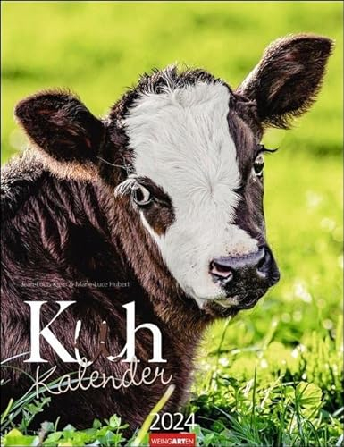 Kuh Kalender 2024. Foto-Wandkalender von den renommierten Tierfotografen Jean-Louis Klein und Marie-Luce Hubert. Süße Kälbchen und ländliche Idylle 2024 mit Planer. 30x39cm