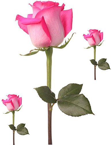 Akachafactory Set 3X Autocollant Sticker Voiture Moto Fleur Rose Tige epine Deco Enfant