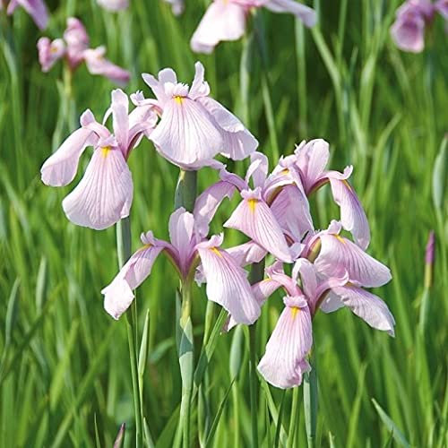 Carbeth Plants Pond Plants for Small Ponds - 3 X 9cm Pot