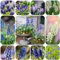 hyazinthen zwiebeln, traubenhyazinthen zwiebeln indoor garden Zierblumen Hydroponischer Anbau pflanzkörbe minigarten blumenzwiebeln frühblüher balkon blumen knollen gartenpflanzen 7pcs