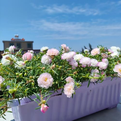 semi di portulaca - Piante rare - piante esotiche decorazione del balcone pianta in vaso da giardino semi di fiori tappezzanti vasi per giardino interno bonsai portulaca in vaso 200pcs