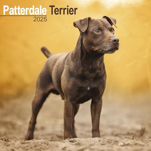 Patterdale Terrier 2025 - 16-Monatskalender: Original Avonside-Kalender [Mehrsprachig] [Kalender] (Wall-Kalender)